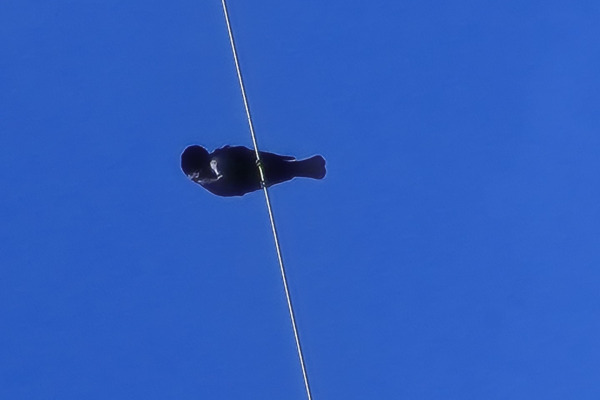 Shiny Cowbird