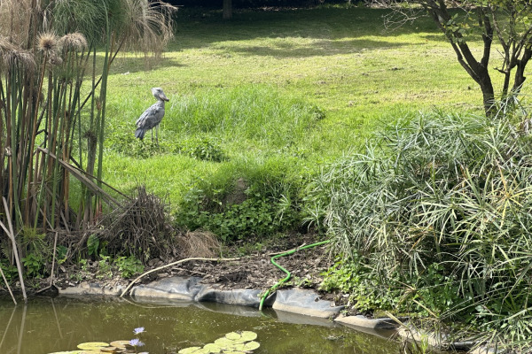 Shoebill