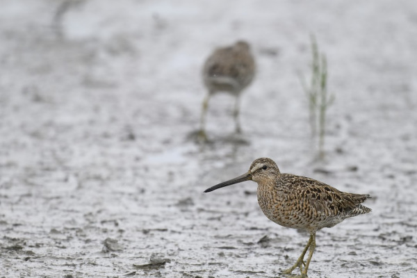 Short-billed Dowitcher