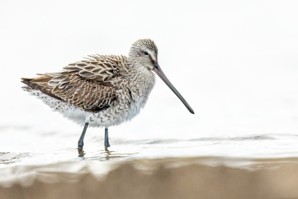 Short-billed Dowitcher