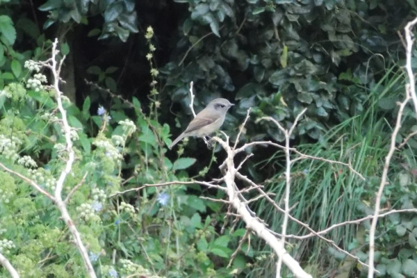 Short-billed Honeyeater