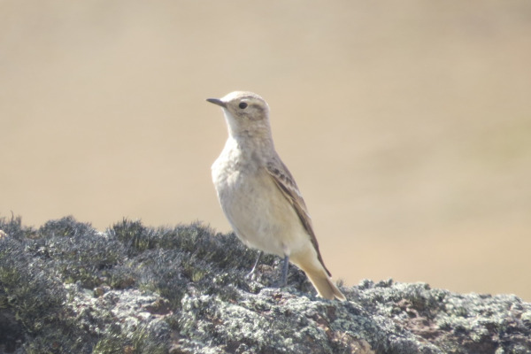 Short-billed Miner