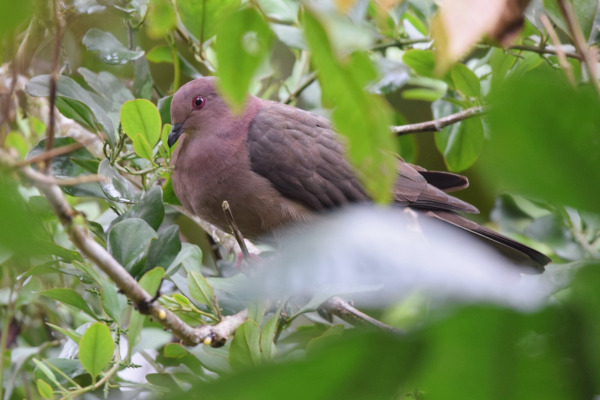 Short-billed Pigeon