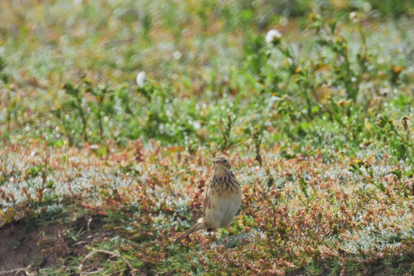 Short-billed Pipit