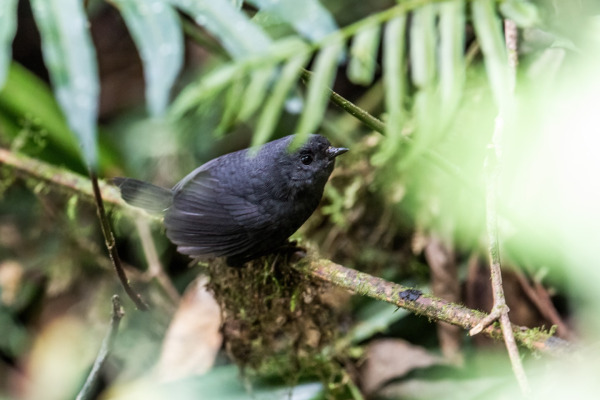 Short-billed Tapaculo
