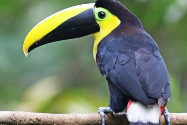 Short-billed Toucan