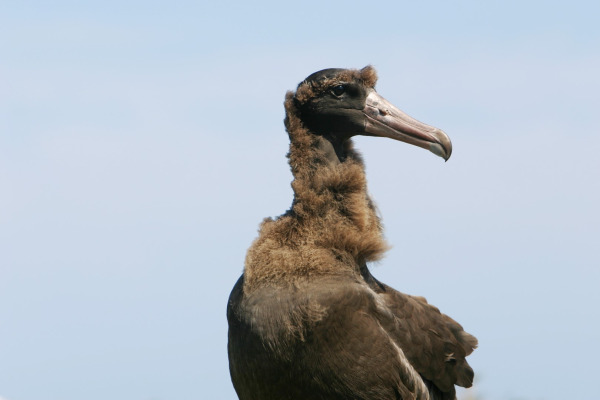 Short-tailed albatross