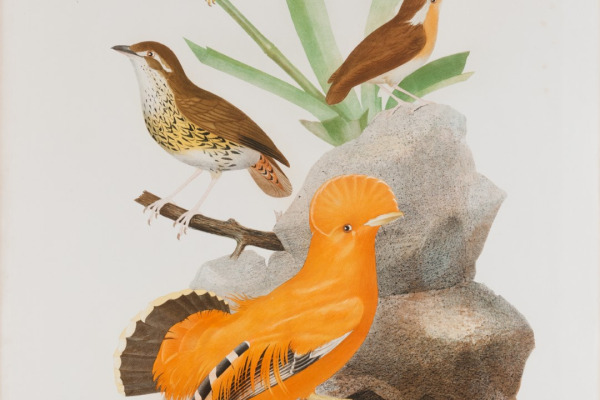 Short-tailed Antthrush