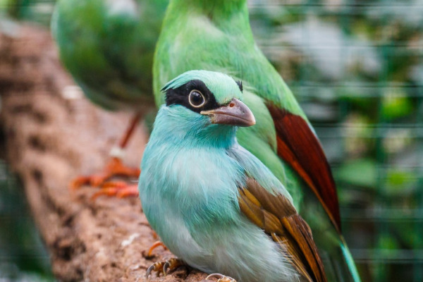 Short-tailed Green Magpie