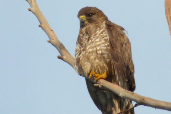 Short-tailed Hawk