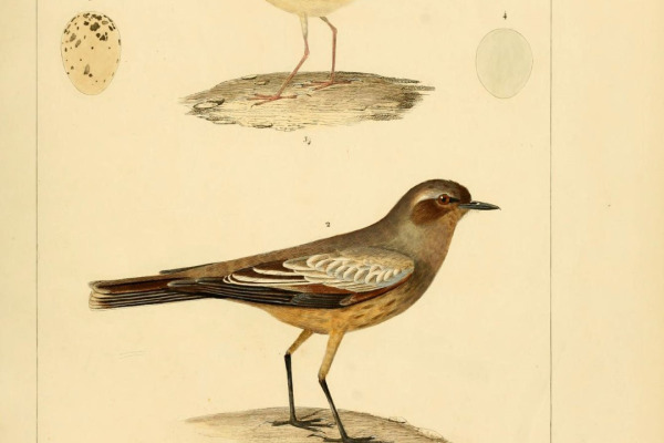 Short-tailed Honeycreeper