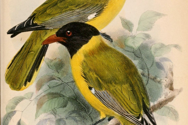 Short-tailed Oriole
