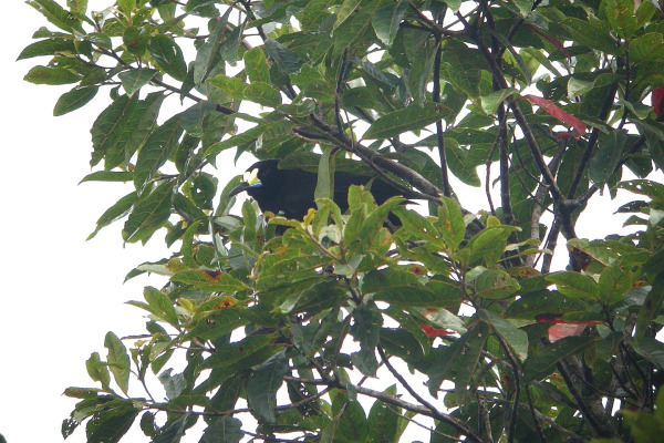 Short-tailed Paradigalla