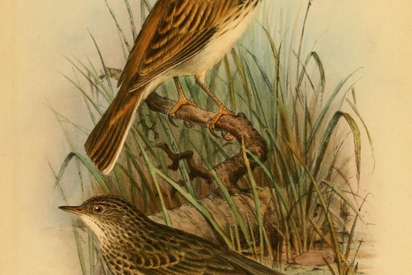 Short-tailed Pipit