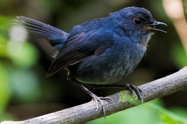 Short-tailed Robin