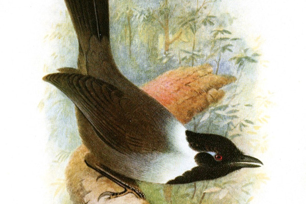 Short-tailed Scimitar Babbler