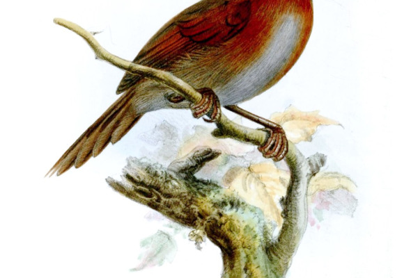 Short-tailed Synallaxis
