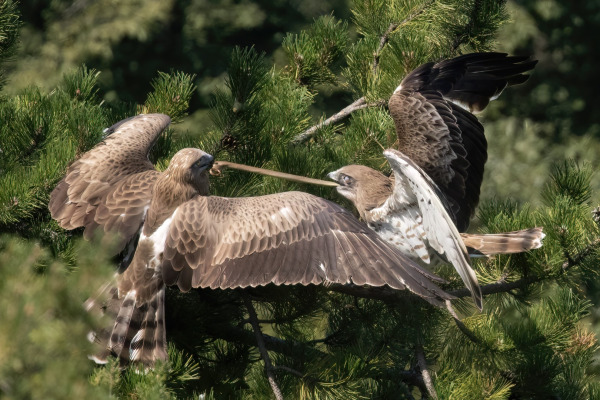 Short-toed Snake Eagle