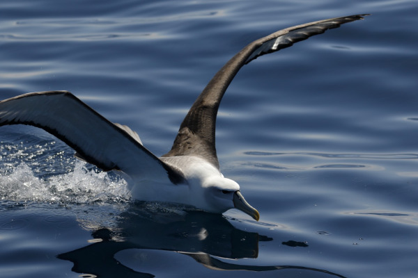 Shy Albatross