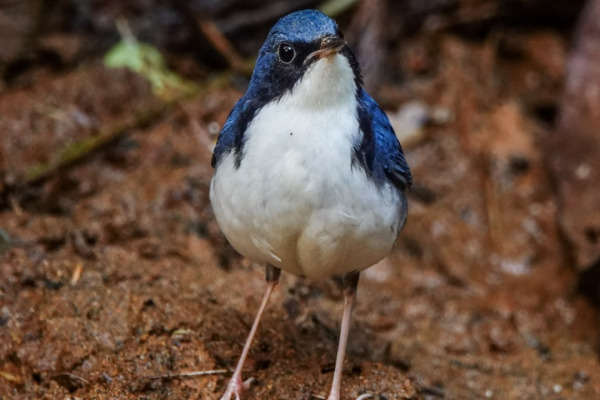 Siberian Blue Robin