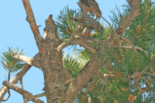 Siberian Crossbill