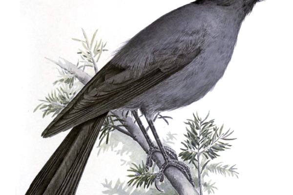 Siberian Jay
