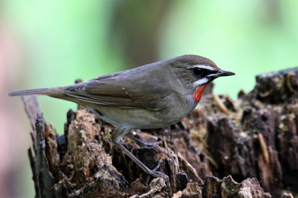 Siberian Rubythroat
