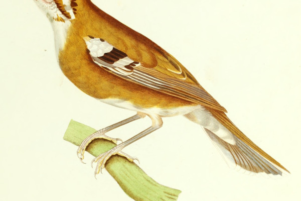 Siberian Thrush