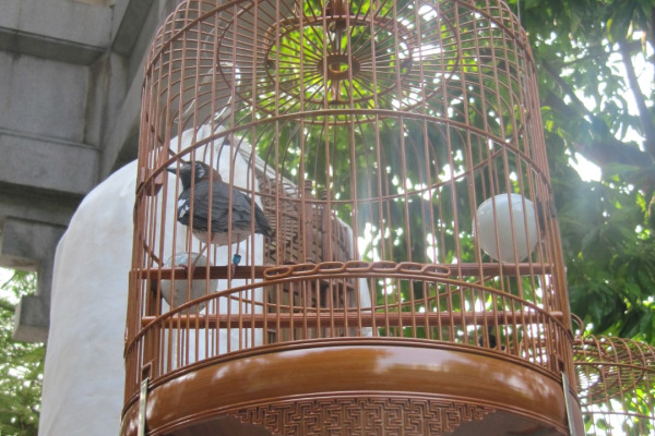 Siberian Thrush