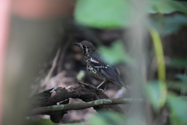 Siberian Thrush