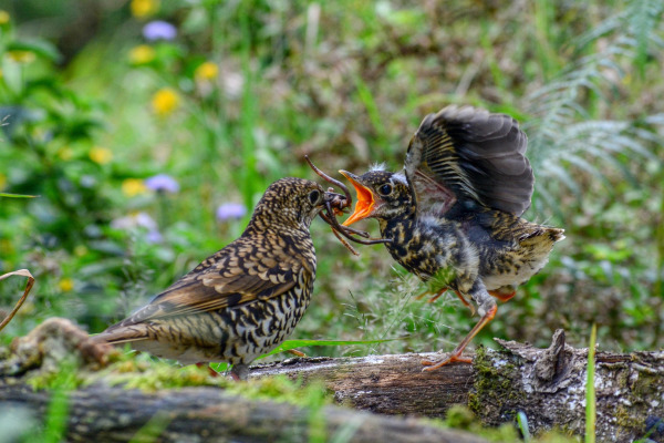 Siberian Thrush