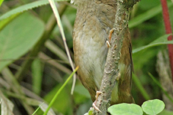 Sichuan Bush Warbler