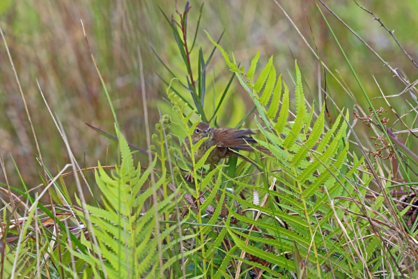 Sichuan Bush Warbler