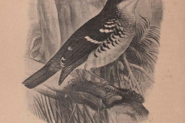 Sichuan Forest Thrush