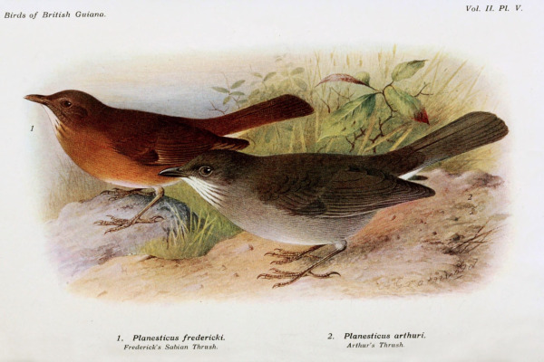 Sichuan Forest Thrush