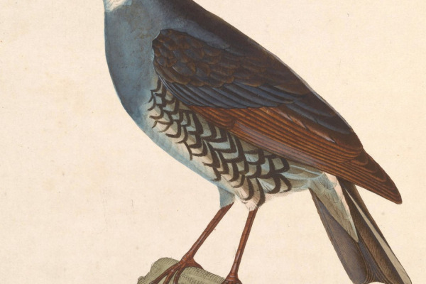 Sichuan Forest Thrush