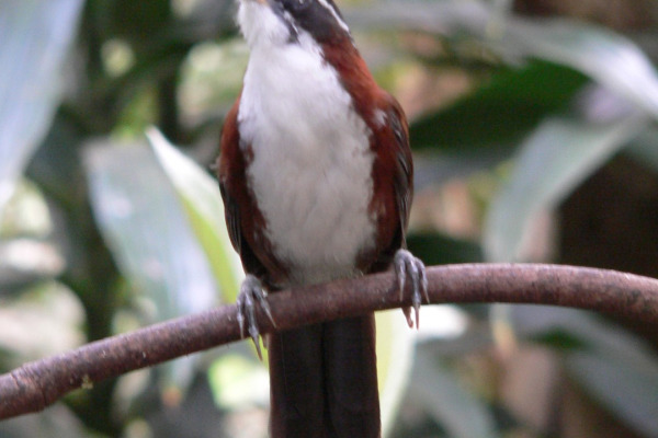 Sichuan Hill Partridge