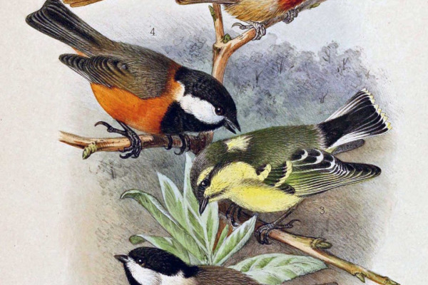 Sichuan Tit