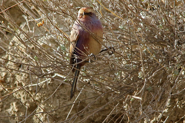 Sichuan Tit