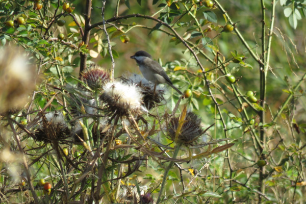 Sichuan Tit