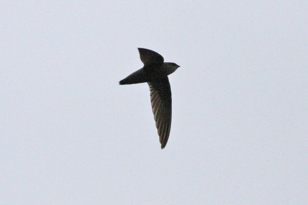 Sick's swift