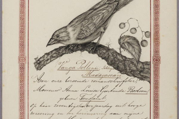 Sickle-billed Vanga