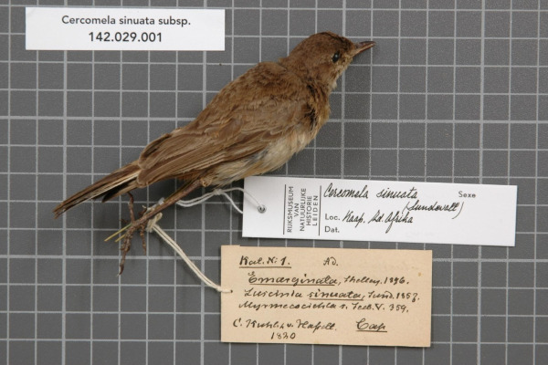 Sickle-winged Nightjar
