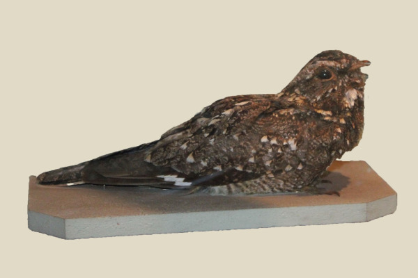 Sickle-winged Nightjar