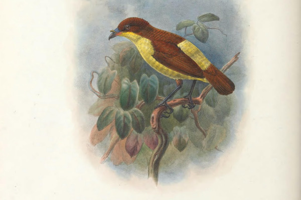 Silky-tailed Paradise Kingfisher