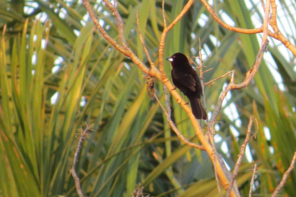 Silver-beaked Tanager