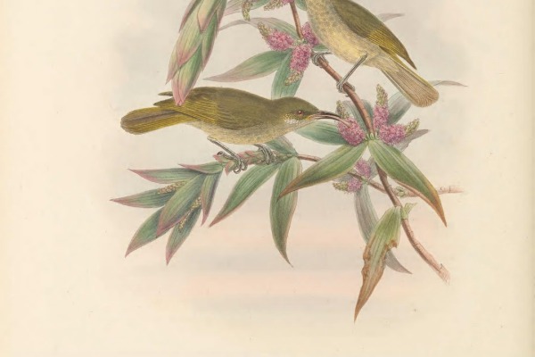 Silver-eared Honeyeater