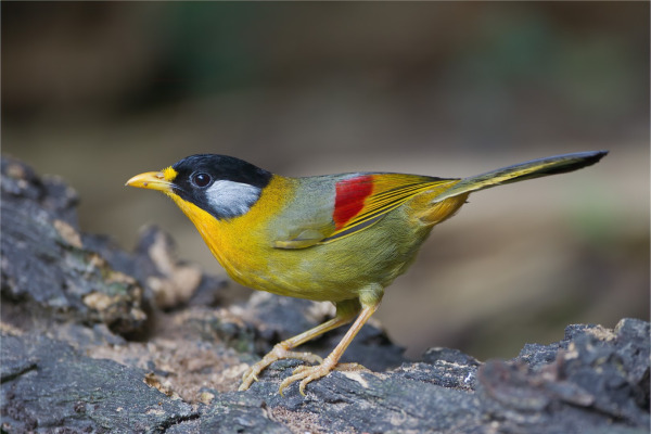 Silver-eared Mesia