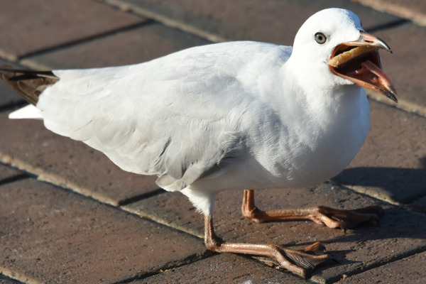 Silver Gull