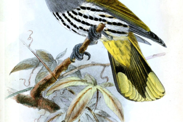 Silver Oriole